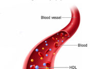 এইচডিএল কোলেস্টেরল: ভাল কোলেস্টেরল, হার্টের হিরো! 😎 এইচডিএল কোলেস্টেরল ভালো কোলেস্টেরল