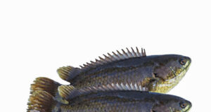 কৈ মাছ – শুধু স্বাদের নয়, স্বাস্থ্যেরও রাজা! কৈ মাছ শুধু স্বাদের নয়