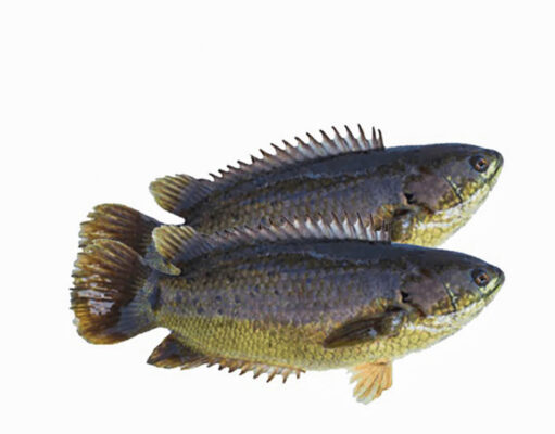 কৈ মাছ – শুধু স্বাদের নয়, স্বাস্থ্যেরও রাজা! কৈ মাছ শুধু স্বাদের নয়