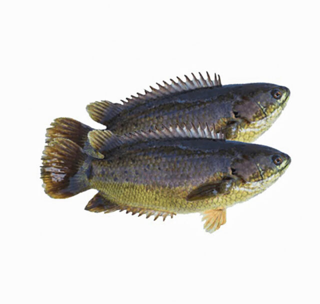 কৈ মাছ শুধু স্বাদের নয়