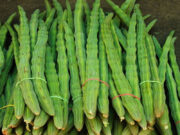 🥦 কেন আপনি নিয়মিত খাবার তালিকায় সাজনা রাখবেন 😎 জানুন এই সুপারফুডের বিশাল উপকারিতার কথা! 🚀 খাবার তালিকায় সাজনা