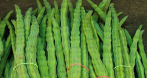 কেন আপনি নিয়মিত খাবার তালিকায় সাজনা রাখবেন জানুন এই সুপারফুডের বিশাল উপকারিতার কথা! খাবার তালিকায় সাজনা