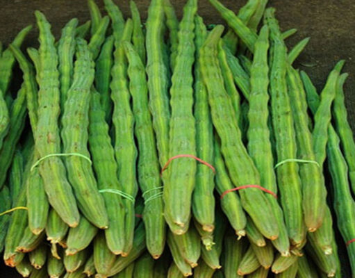 কেন আপনি নিয়মিত খাবার তালিকায় সাজনা রাখবেন জানুন এই সুপারফুডের বিশাল উপকারিতার কথা! খাবার তালিকায় সাজনা