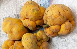 ডেউয়া ফল: বাংলার ভেষজ রত্ন 🍈