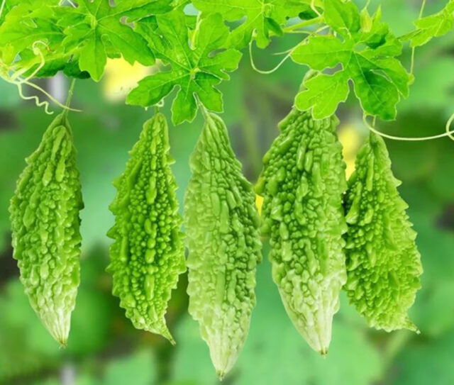 তিতা স্বাদের করলা