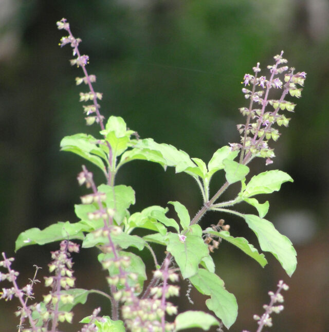 তুলসির স্বাস্থ্য উপকারিতা