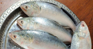 বাংলাদেশের স্বাস্থ্যকর তৈলাক্ত মাছের তালিকা 🐟 বাংলাদেশের স্বাস্থ্যকর তৈলাক্ত মাছ