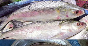 🐟 আমাদের যেসব দেশীয় মাছে ওমেগা-৩ ফ্যাটি এসিড আছে এবং তার পরিমাণ যেসব দেশীয় মাছে ওমেগা-৩