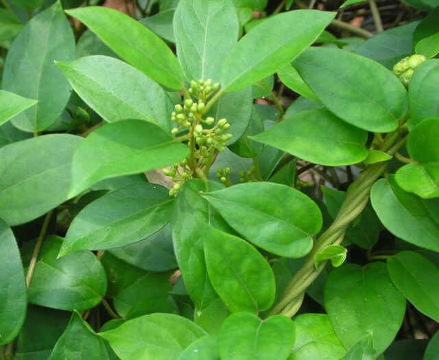 আয়ুর্বেদে ডায়াবেটিস নিয়ন্ত্রণ