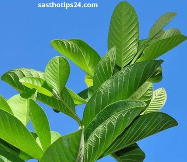 পেয়ারা পাতার অবিশ্বাস্য গুণ