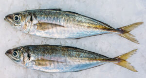 ম্যাকারেল মাছ খাওয়ার ১০টি বিস্ময়কর উপকারিতা; সুস্বাদু খাবারেই লুকানো স্বাস্থ্য রহস্য ম্যাকারেল মাছ খাওয়ার উপকারিতা