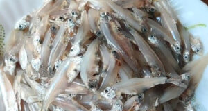 দেশীয় ছোট মাছ – মা ও শিশুর জন্য পুষ্টির ভাণ্ডার