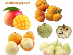 বাংলাদেশের ১৬টি স্থানীয় ফলের স্বাস্থ্য উপকারিতা – যা অনেকেই জানেন না 🍎 স্থানীয় ফলের স্বাস্থ্য উপকারিতা