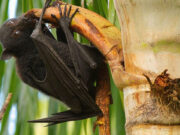 নিপাহ ভাইরাস কীভাবে ছড়ায়, কীভাবে বাঁচবেন এবং আক্রান্ত হলে কী করবেন