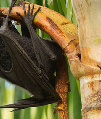 নিপাহ ভাইরাস কীভাবে ছড়ায়, কীভাবে বাঁচবেন এবং আক্রান্ত হলে কী করবেন