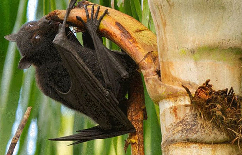 নিপাহ ভাইরাস কীভাবে ছড়ায়, কীভাবে বাঁচবেন এবং আক্রান্ত হলে কী করবেন