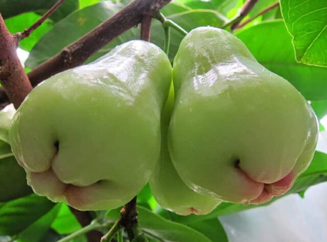 গরমে উপকারি জামরুল