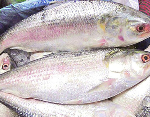 ইলিশ মাছ কি সত্যিই হার্টের জন্য ভালো, নাকি মিথ? ইলিশ মাছ কি হার্টের জন্য ভালো