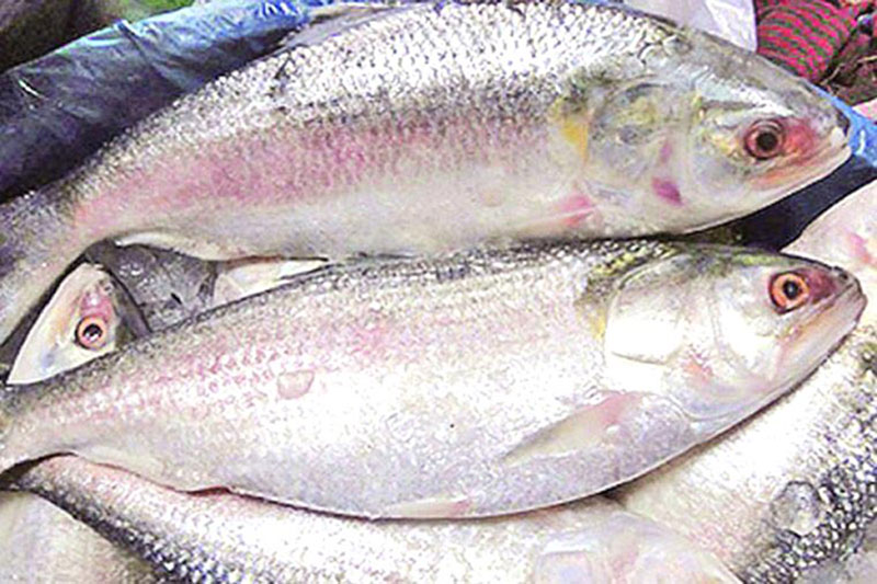 ইলিশ মাছ কি সত্যিই হার্টের জন্য ভালো, নাকি মিথ?