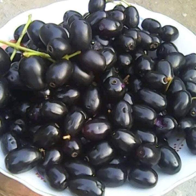 জামের-উপকারিতা জামের উপকারিতা