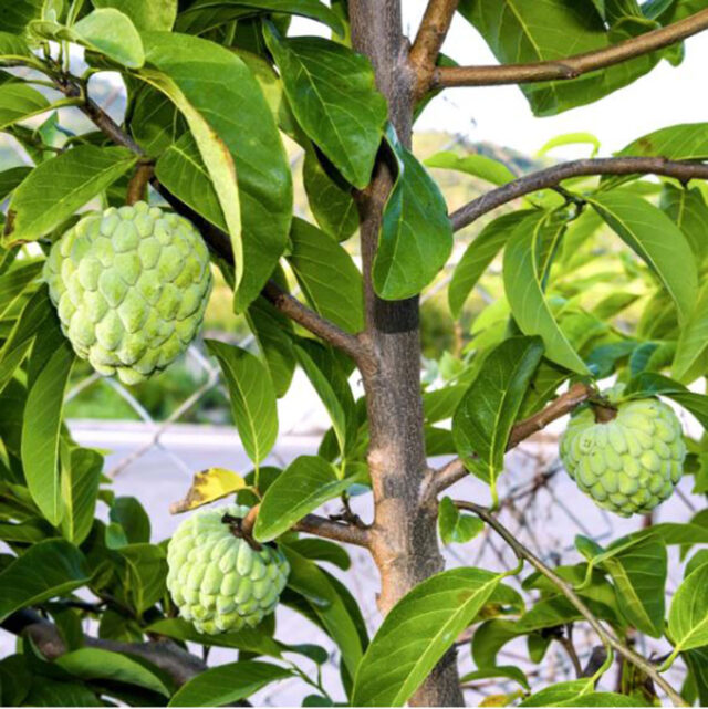 আতাফলের-স্বাস্থ্য-উপকারিতা আতাফলের স্বাস্থ্য উপকারিতা