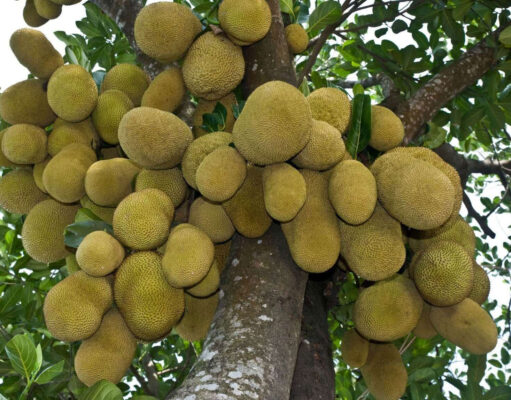 কাঁঠাল কেন সুপারফুড? জেনে নিন ১০টি চমকপ্রদ স্বাস্থ্য উপকারিতা কাঁঠাল কেন সুপারফুড