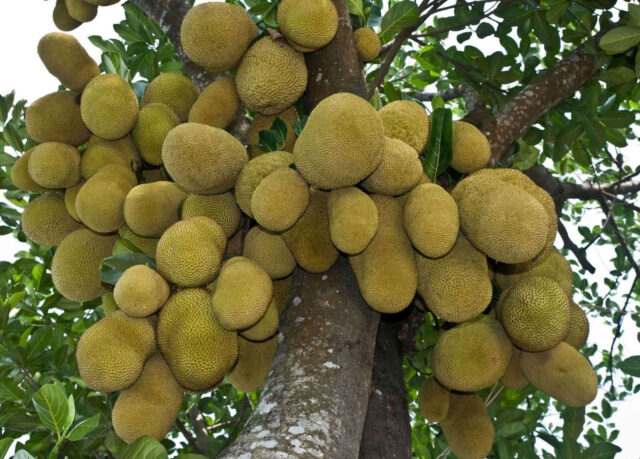 কাঁঠাল-কেন-সুপারফুড কাঁঠাল কেন সুপারফুড