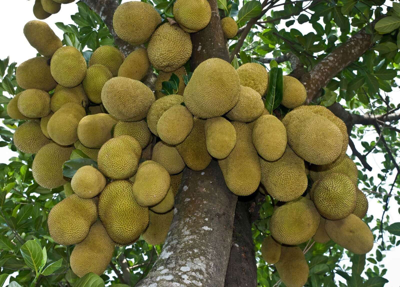 কাঁঠাল কেন সুপারফুড? জেনে নিন ১০টি চমকপ্রদ স্বাস্থ্য উপকারিতা