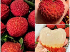 চায়না-৬ লিচু: স্বাদ, অনন্যতা এবং স্বাস্থ্য উপকারিতার আদ্যোপান্ত চায়না-৬ লিচু