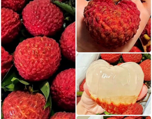 চায়না-৬ লিচু: স্বাদ, অনন্যতা এবং স্বাস্থ্য উপকারিতার আদ্যোপান্ত চায়না-৬ লিচু