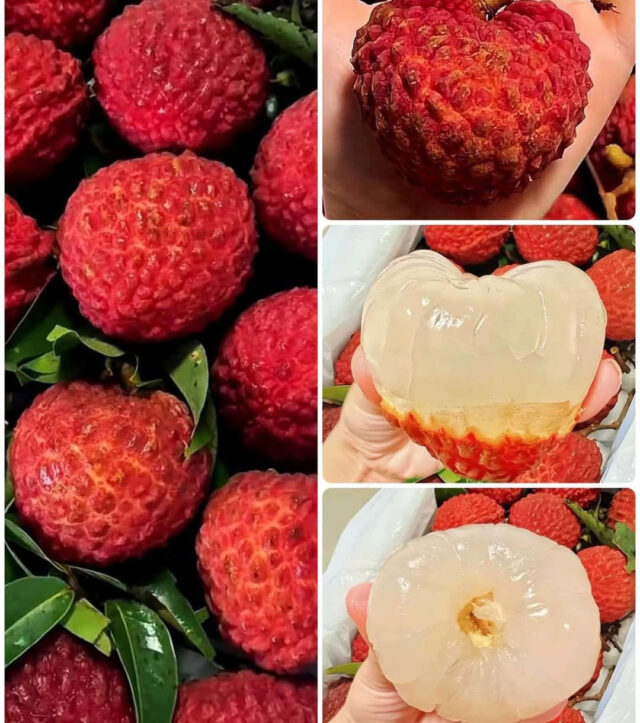 চায়না-৬ লিচু