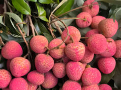 গ্রীষ্মের মিষ্টি রত্ন লিচু: জানুন লিচু খাওয়ার ১০টি অবিশ্বাস্য উপকারিতা লিচু খাওয়ার অবিশ্বাস্য উপকারিতা