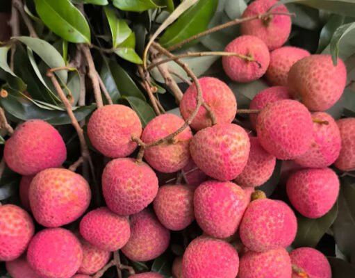 গ্রীষ্মের মিষ্টি রত্ন লিচু: জানুন লিচু খাওয়ার ১০টি অবিশ্বাস্য উপকারিতা লিচু খাওয়ার অবিশ্বাস্য উপকারিতা