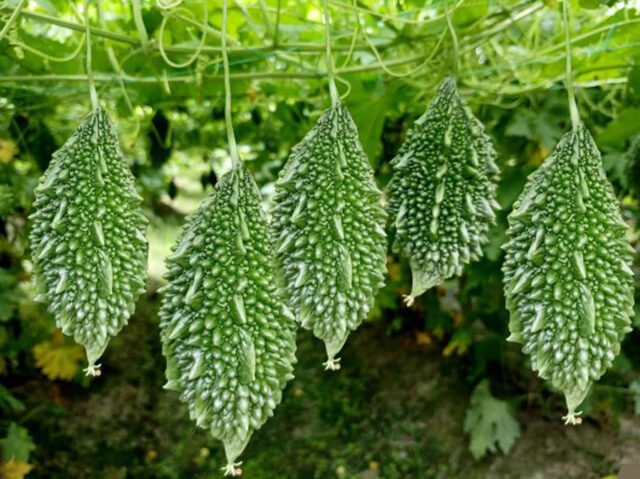 করলা কি ডায়াবেটিস নিয়ন্ত্রণ করে